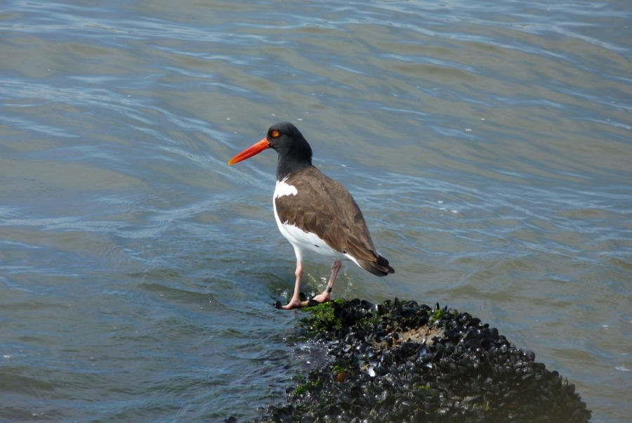 a bird with a bright bill looks out over the water